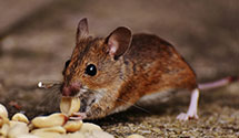 24 Hour & Emergency Exterminators in Reisterstown Rd Plaza, MD